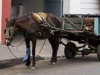 Protección animal en Resistencia