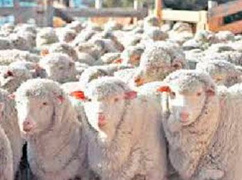 CORFO DICTA CURSO SOBRE SANIDAD OVINA ESTE VIERNES EN GAN GAN