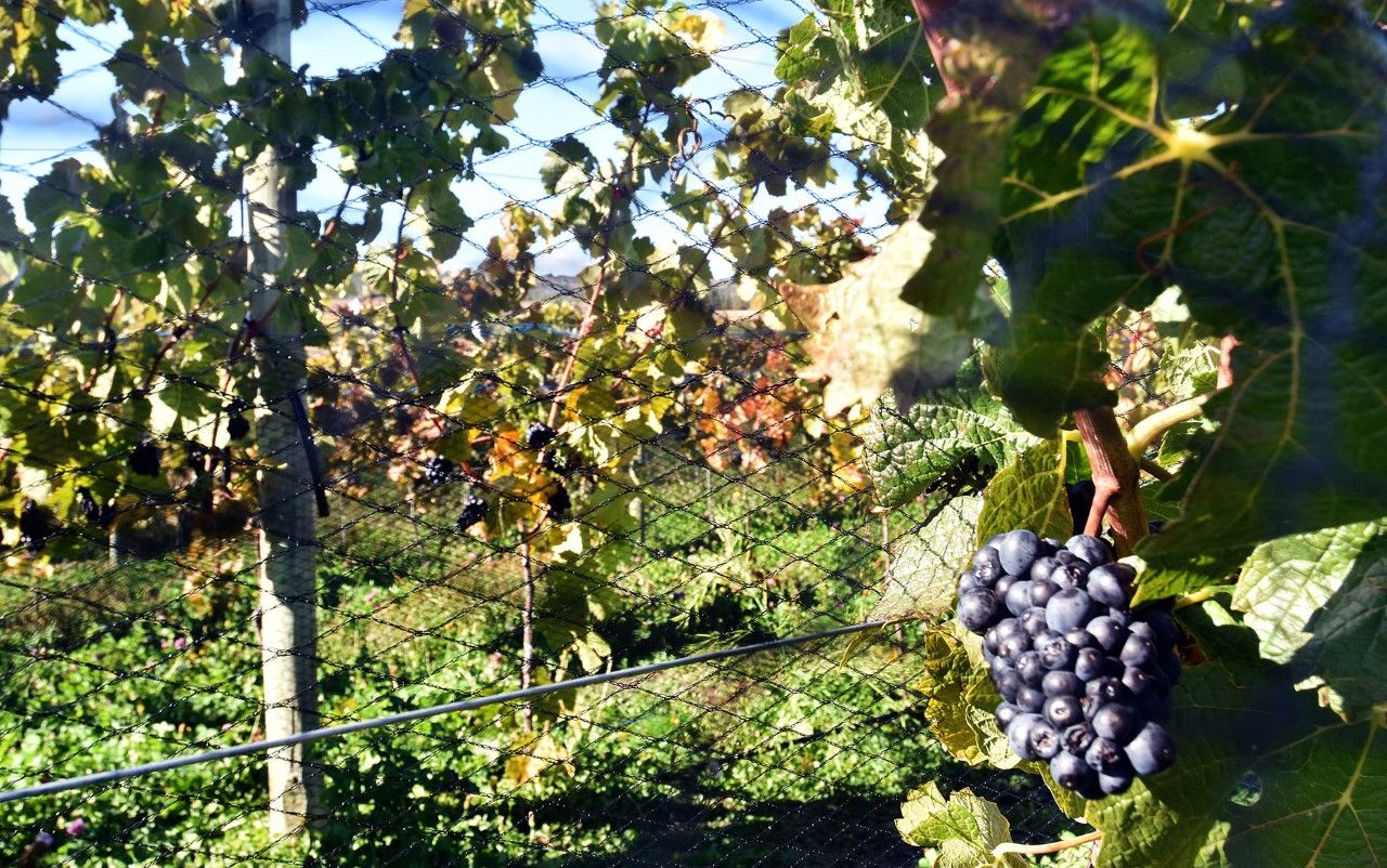 Chubut celebra la 2º Fiesta de los Viñedos.