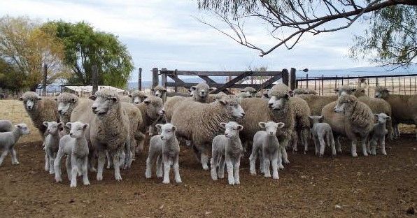 Chubut gestionó aportes para desarrollar un proyecto para el control de predadores.