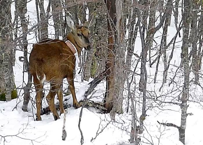 Colocan el primer radiocollar en un macho huemul en Argentina.
