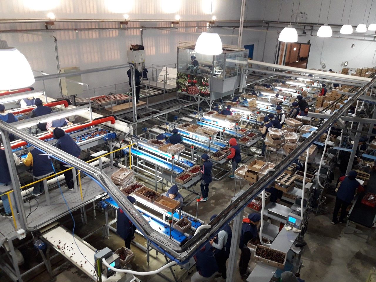 Arcioni preside en Gaiman inauguración de  ampliación de planta de empaque de cerezas.