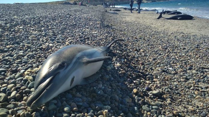 Varamiento masivo de delfines
