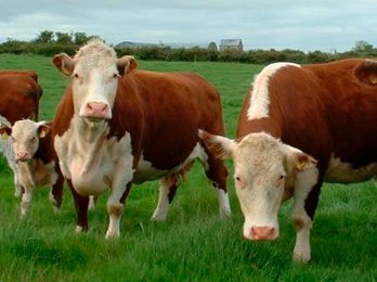 Realizan Jornada Hereford