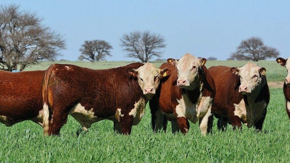 Escuela de jurados Hereford