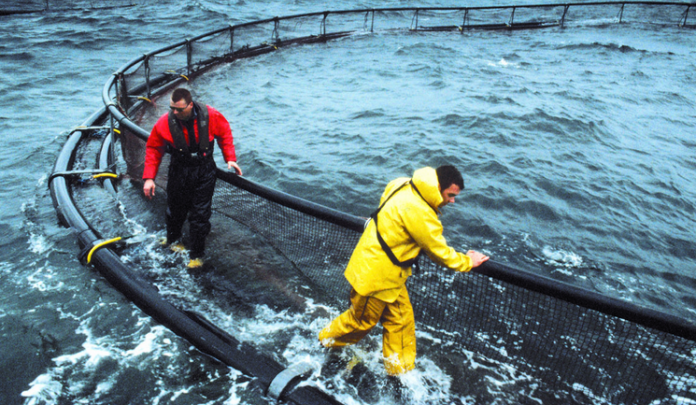 Tareas de monitoreo por escape de salmones en Chile