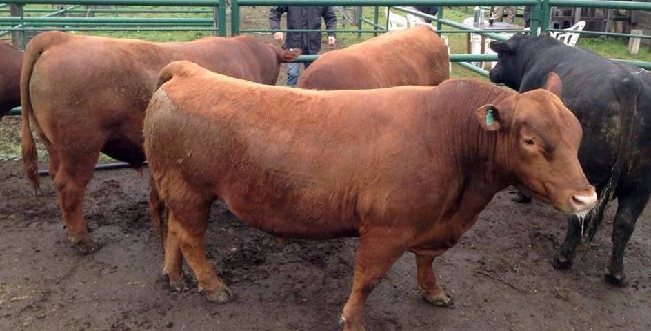 30° Expo Bovina a Sarmiento