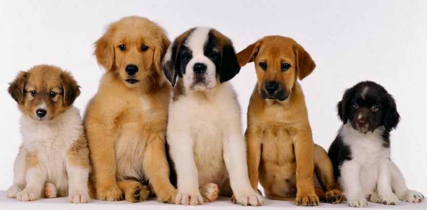 Jornada internacional de Hidatidosis