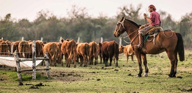 Operativos de fiscalización y control en establecimientos rurales