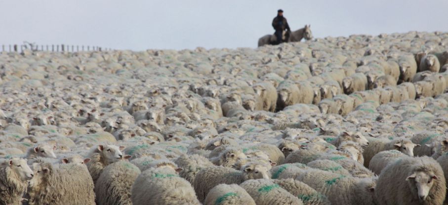 Disminuyó la actividad lanera