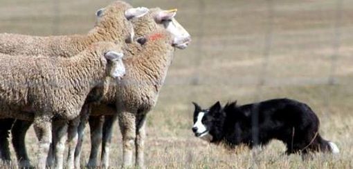 6° concurso de trabajo con perros ovejeros