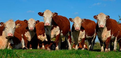 Exportaran hacia Chile bovinos reproductores de la Patagonia