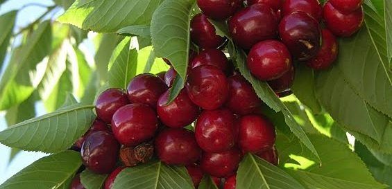 China abre mercado para exportar cerezas patagónicas