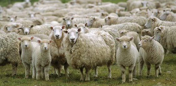 Exposición Chubut agroproductiva