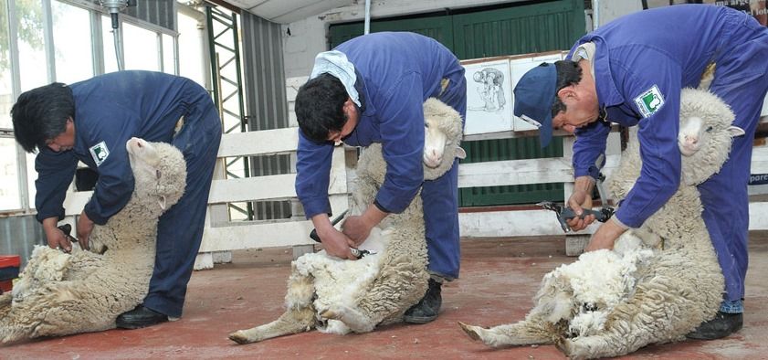 Mundial de Esquila en Francia