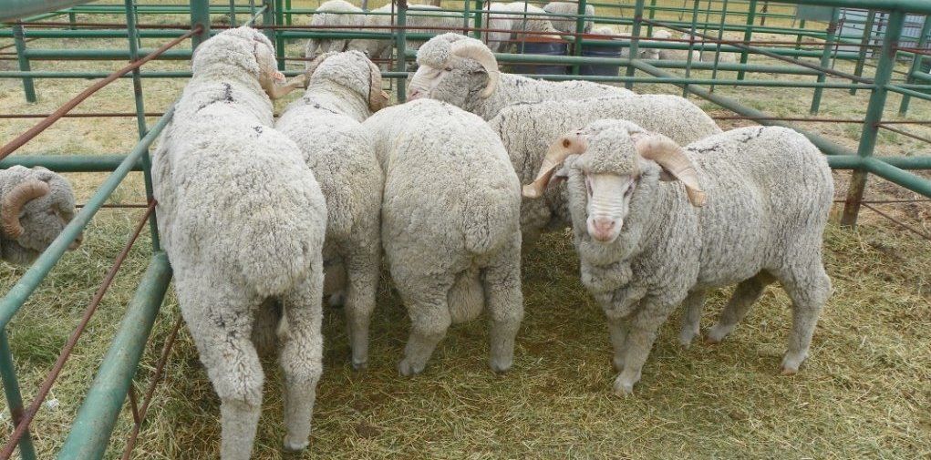 89° edición de la "Expo Agrícola y de carnero de campo"