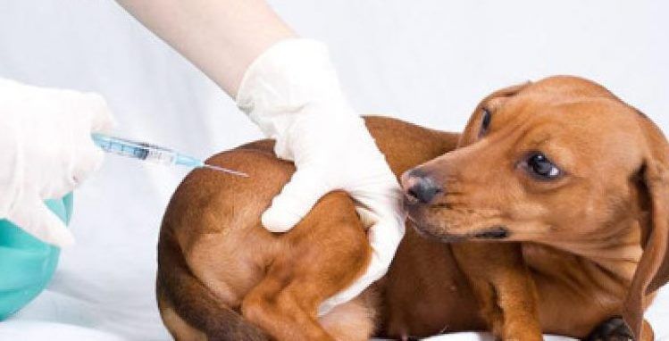 Campaña de Vacunación Antirrábica Gratuita 2019