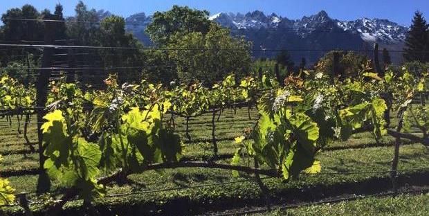 Fiesta de la Vendimia mas Austral del Mundo