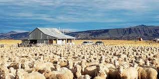 Con protocolos se dará comienzo a la campaña de esquila en Alto Rio Senguer.