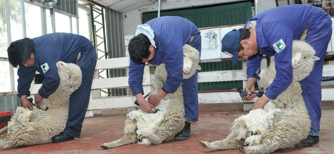Continúa la temporada de Esquila con normalidad en Chubut.