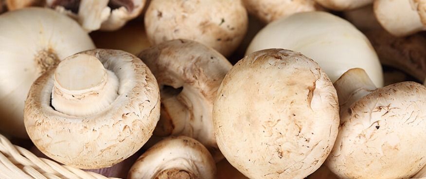 Crearon una app que distingue hongos comestibles.