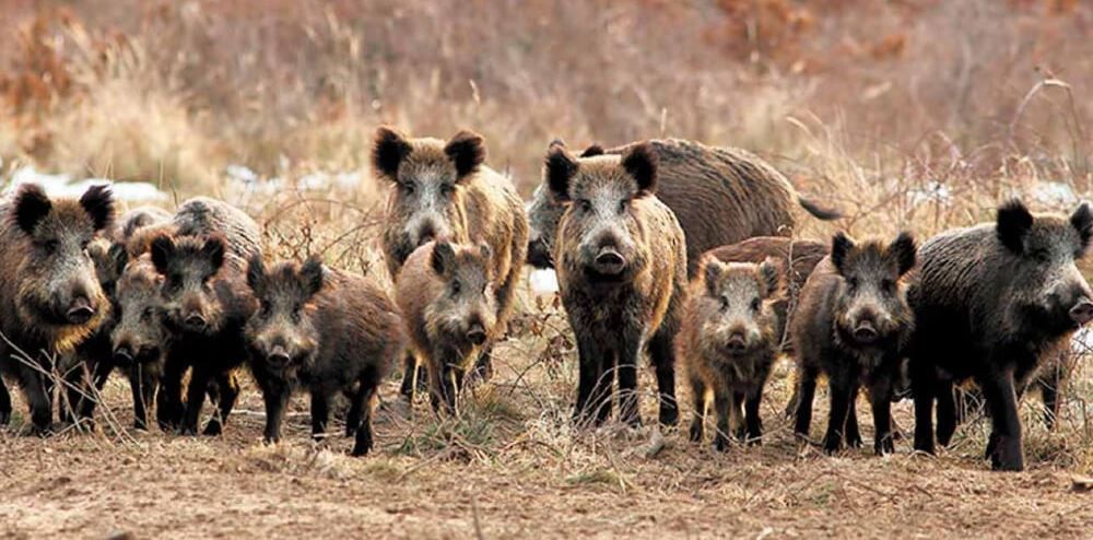 Medidas sanitarias por la detección de un caso de triquinosis en Cholila.