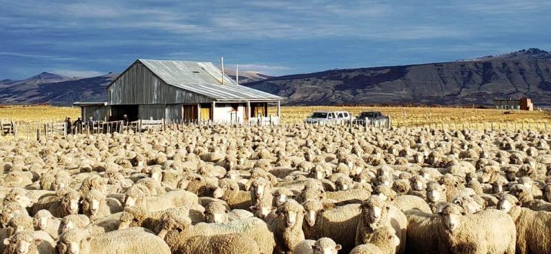 Proyecto de creación de comparsa de Esquila para la región de Senguer.