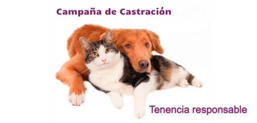 Programa de tenencia responsable de mascotas, castración de perros/as.