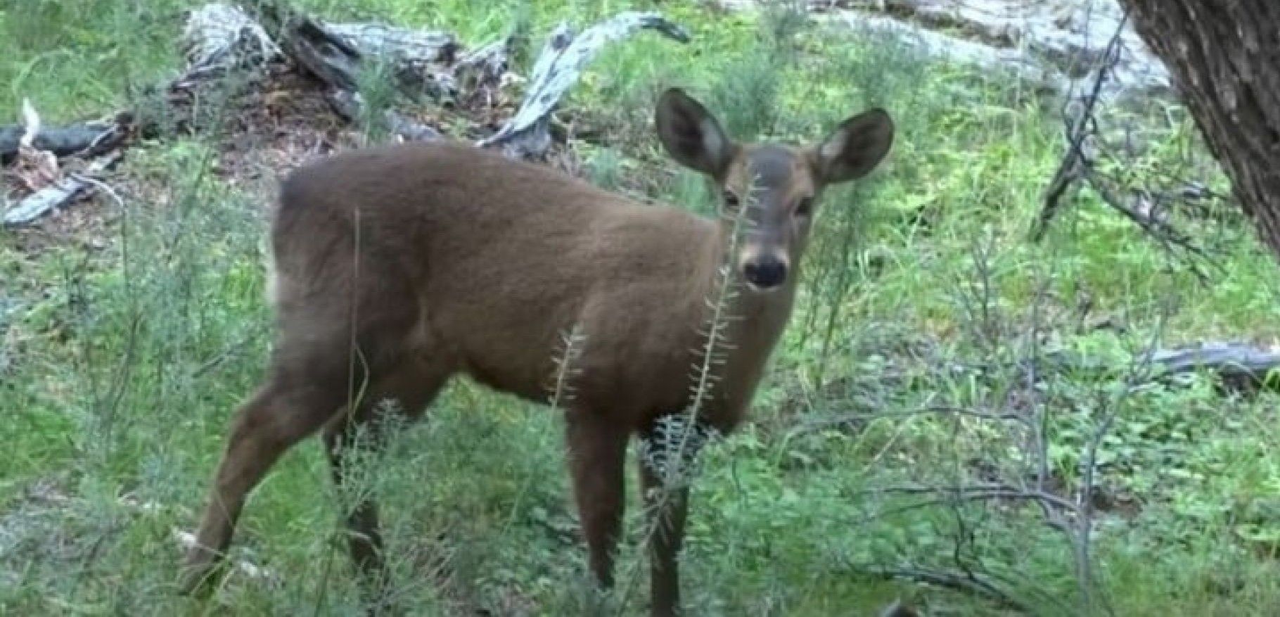 El primer huemul nacido en el parque Shoonem sigue creciendo saludable