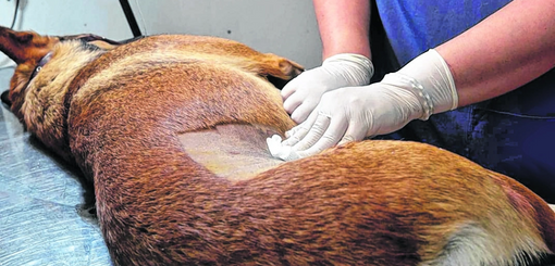 Se realizará jornada de castración de mascotas en Alto Río Senguer.