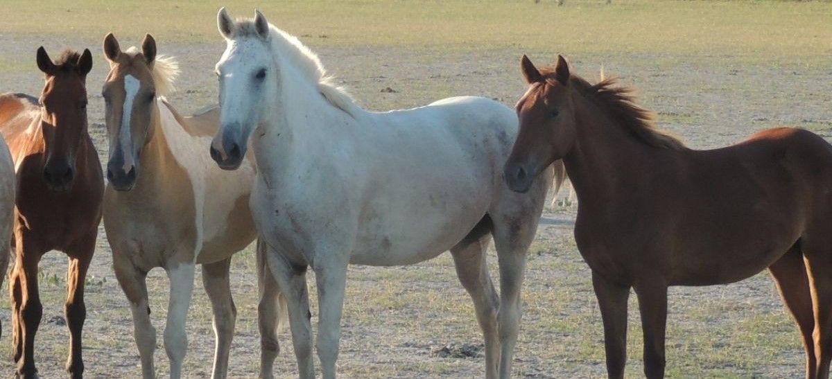 Encefalomielitis, cómo se transmite la enfermedad que afecta a los caballos